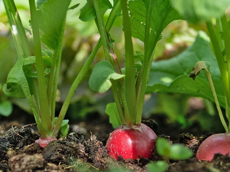 what are the easiest vegetables to grow for beginners radishes