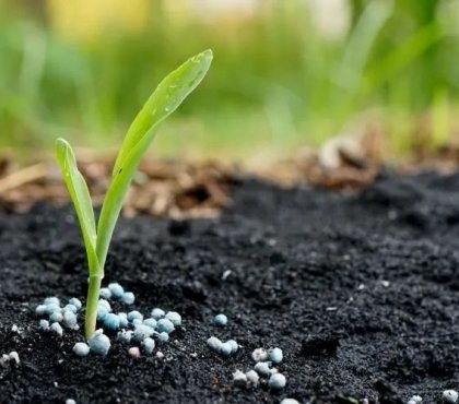 what is the best organic fertilizer for vegetables