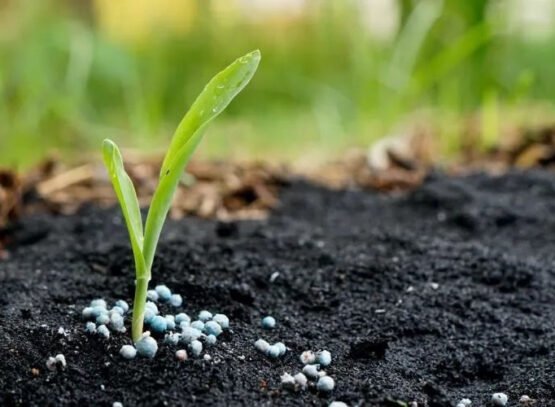 what is the best organic fertilizer for vegetables