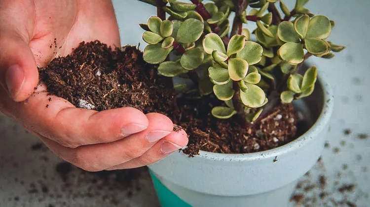 what should you do with old potting soil empty the old containers