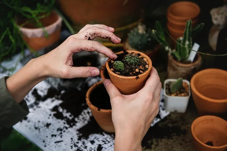 what to do with old potting soil in pots free from old plant particles