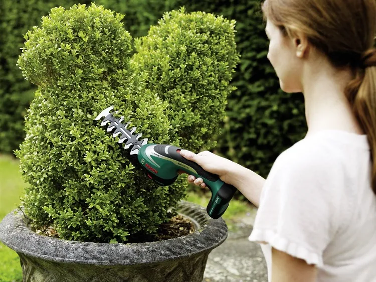 what to prune in september do not trim evergreens