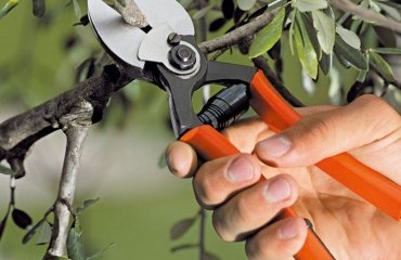 what to prune in september trees that should be trimmed in fall