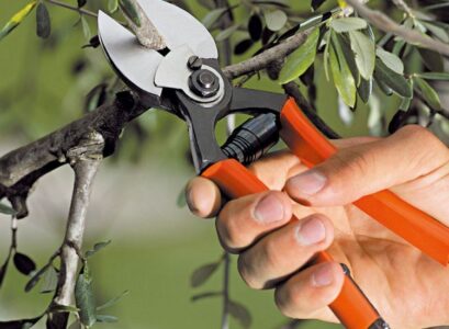 what to prune in september trees that should be trimmed in fall