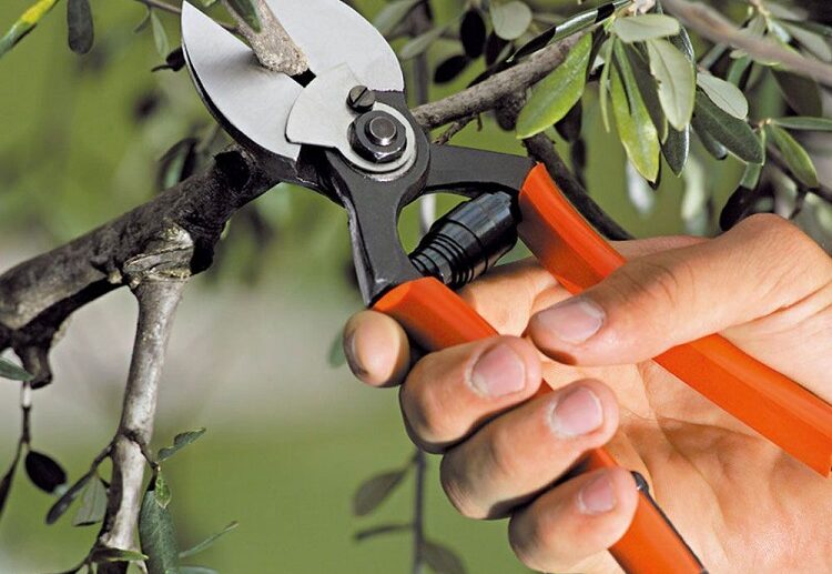 what to prune in september trees that should be trimmed in fall