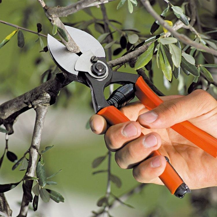 what to prune in september trees that should be trimmed in fall