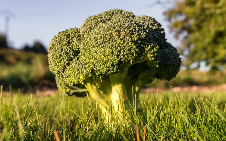 what vegetables are easy to grow for beginners broccoli