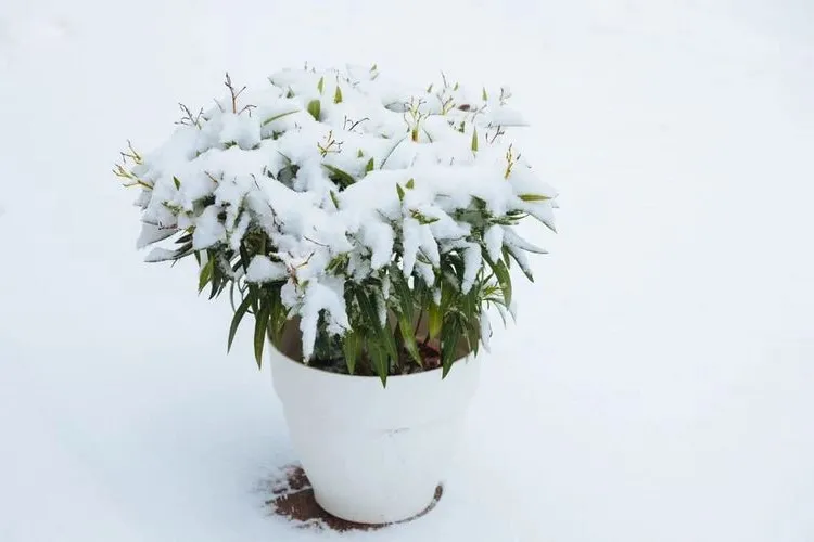 when and how to cut oleander after flowering and care in winter