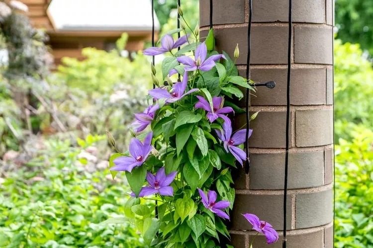 when to plant clematis soil watering tips