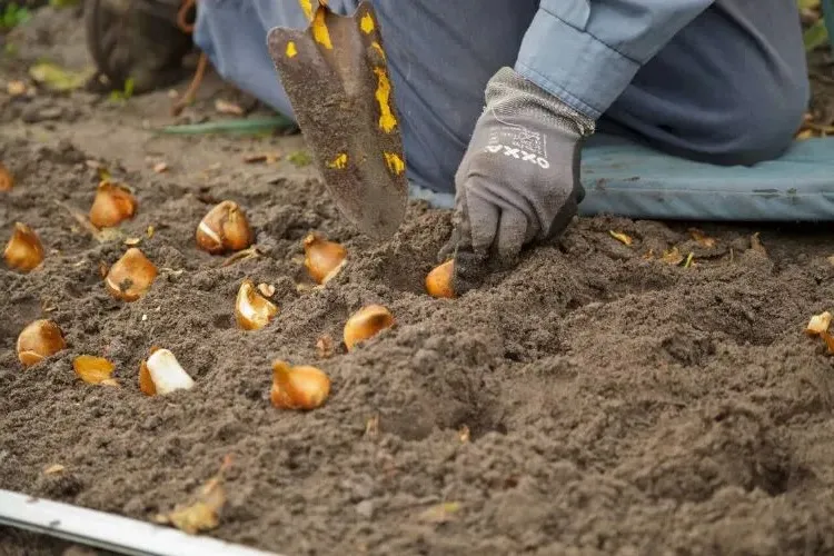 when to plant tulip bulbs