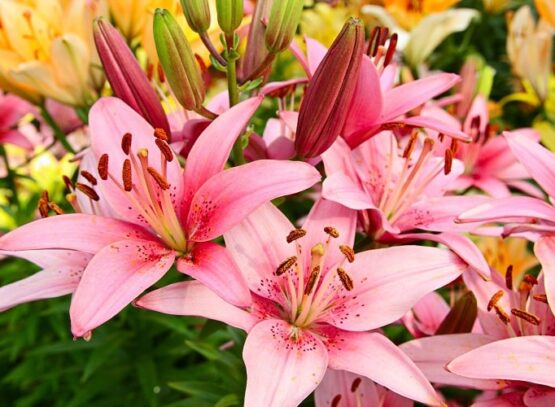 which flowers to plant in september in california most beautiful and easy to grow options