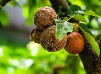 why do apples rot on the tree what causes apples to rot on trees