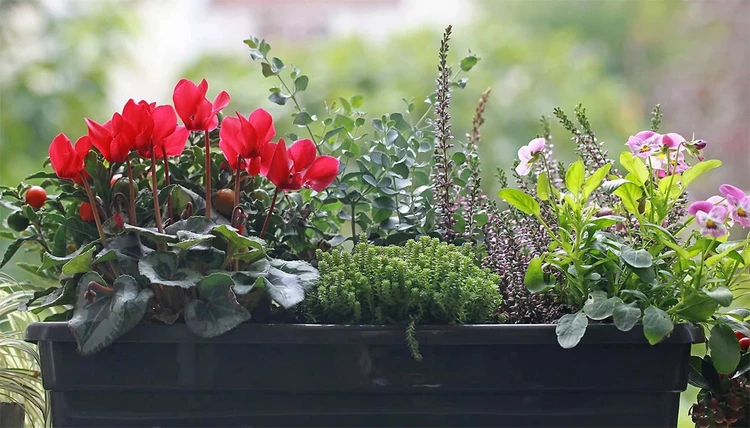 winter balcony plants in container