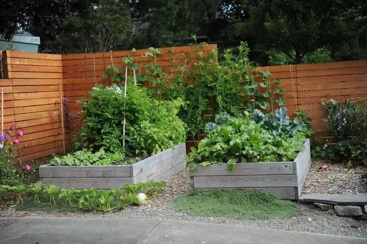 you can plant these vegetables also in september in raised beds