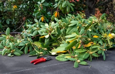 can you prune rhododendron in fall