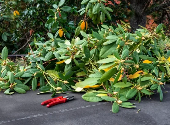can you prune rhododendron in fall