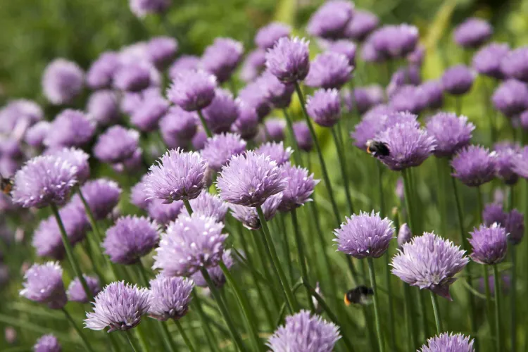 chives aromatic plants that resist the cold fear frost winter october november thyme