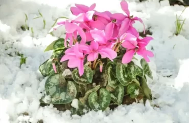 cyclamen rustic or semi rustic depending on variety