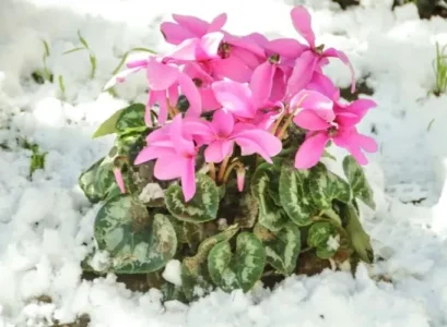 cyclamen rustic or semi rustic depending on variety