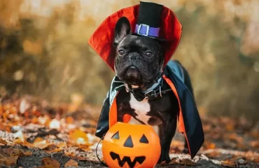 diy dog halloween costumes ideas