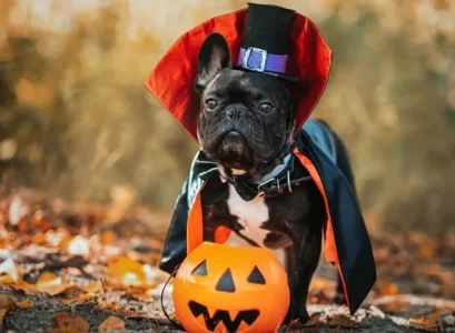 diy dog halloween costumes ideas