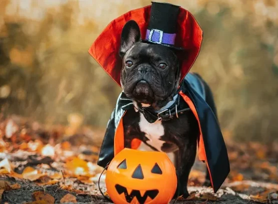 diy dog halloween costumes ideas