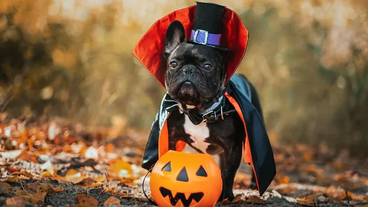 diy dog halloween costumes ideas