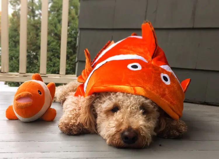 diy funny halloween dog costume ideas 2023 nemo clownfish