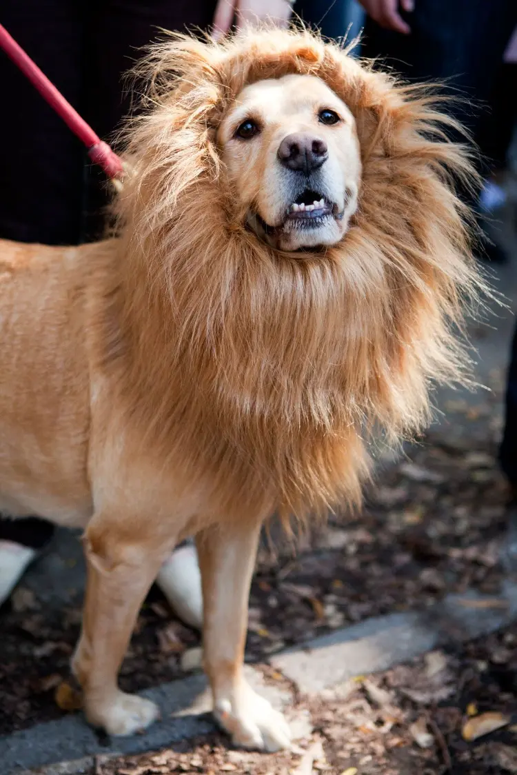 diy original halloween dog costume ideas 2023 lion