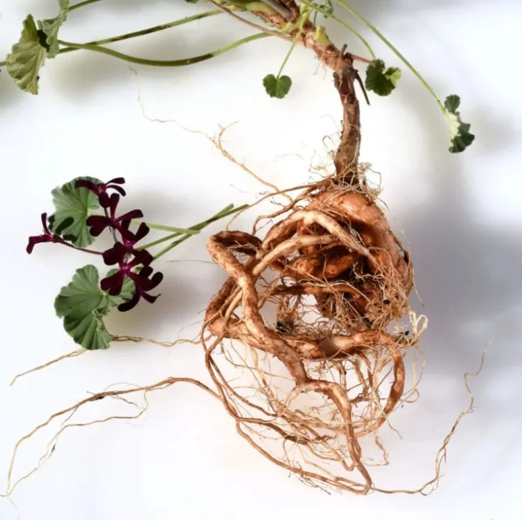 do not let geranium roots dry out in winter