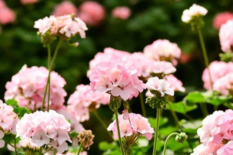 geraniums pruning and care for abundant blooming next year