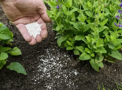 how and when to add lime to the garden soil