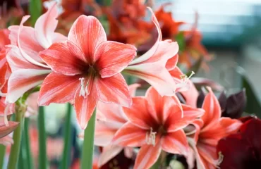 how do i get my amaryllis to bloom in december