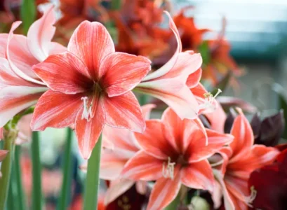 how do i get my amaryllis to bloom in december