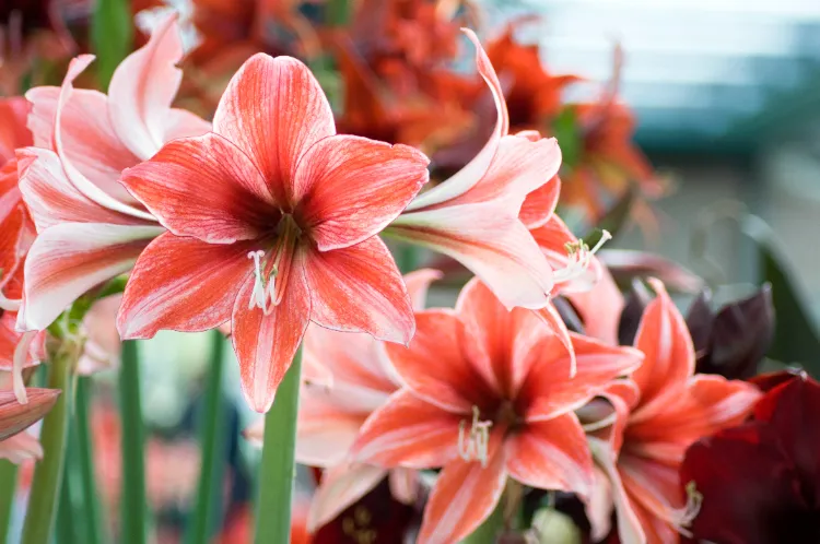 how do i get my amaryllis to bloom in december
