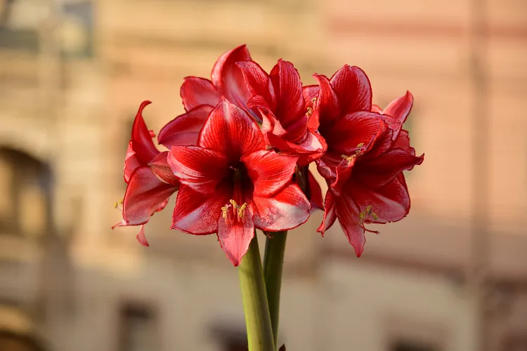how to make amaryllis bloom again for christmas plant bulbs indoor