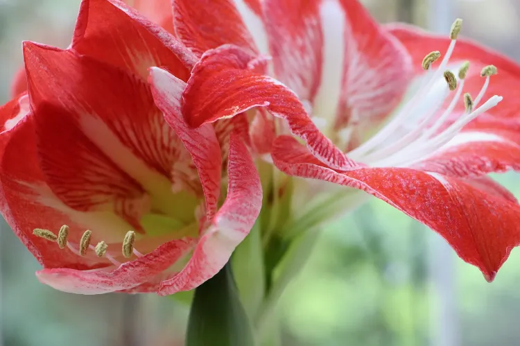 how to make amaryllis bloom again for christmas