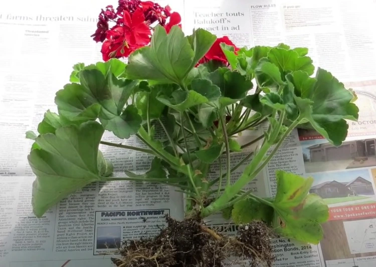 how to overwinter geraniums in newspaper instructions