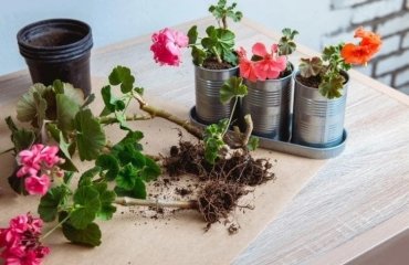 how to overwinter geraniums without soil use newspaper