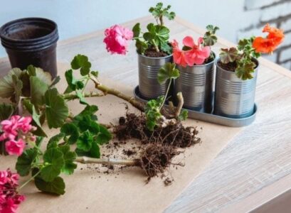 how to overwinter geraniums without soil use newspaper