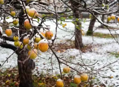 how to prepare fruit trees for winter and protect from disease