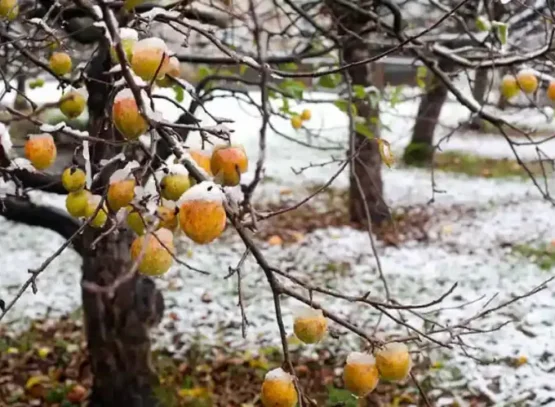 how to prepare fruit trees for winter and protect from disease