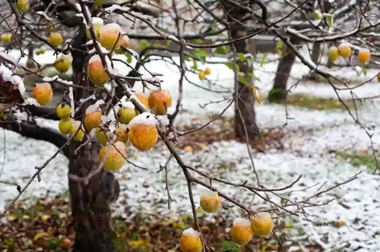 how to prepare fruit trees for winter and protect from disease