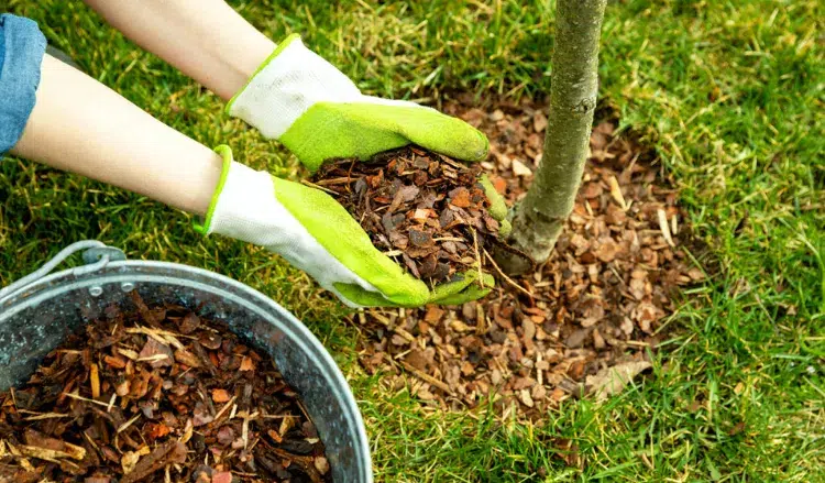 how to prepare fruit trees for winter mulching with dead leaves