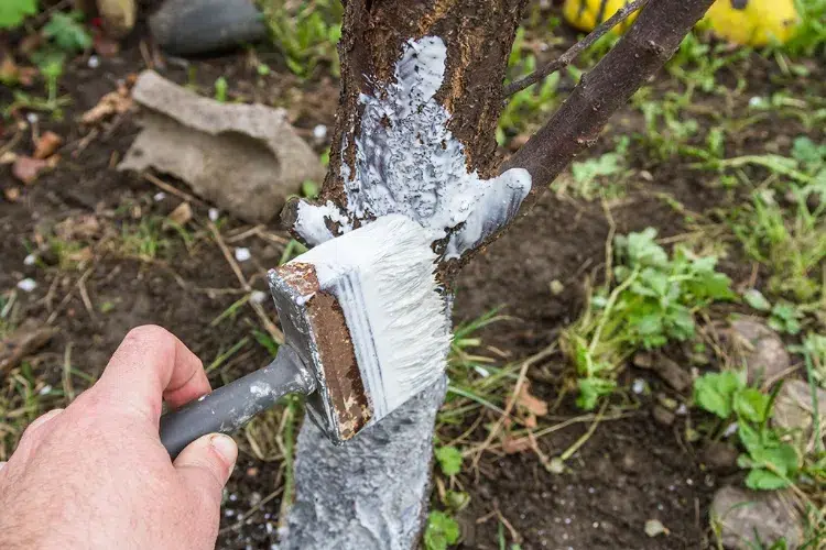 how to protect fruit trees from diseases white oils