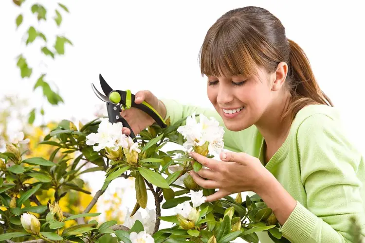 how to prune rhododendrons in fall tips to overwinter