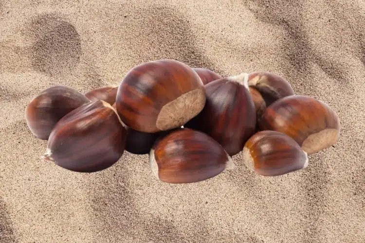how to store chestnuts in sand