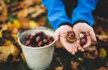 how to store fresh chestnuts