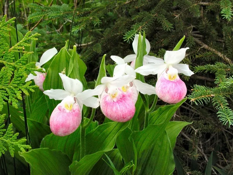 lady's slipper orchids hardy perennial vines