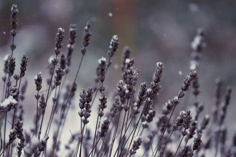 lavender aromatic plants that resist the cold fear frost winter october november thyme